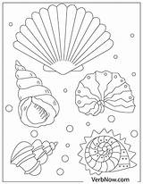 Shells sketch template