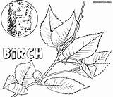 Birch Coloring Pages Colorings Coloringway sketch template