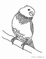 Coloring Budgie Pages Parakeet Color Bird Printable Print Getdrawings Sheets Colouring Hellokids Getcolorings sketch template