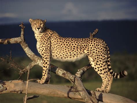 cheetahs dangerous animals  great speed  national geographic pix