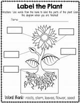 Plant Worksheet Parts Worksheets Labeling Plants Simple Grade Science Kindergarten Clipart Blank Kids Flower Preschool Seed Different Activities Diagram Life sketch template