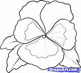 Pansy Flower Drawing Coloring Color Draw Step Flowers Pansies Printable Pages Getcolorings Easy Getdrawings Print Dragoart sketch template