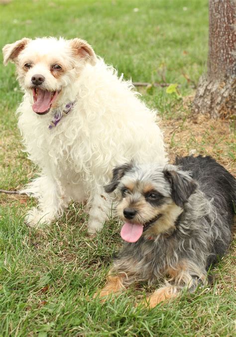 lucy  ricky yorkshire terrier  poodle mix bonded pair