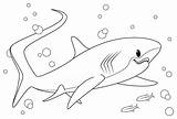 Shark Coloring Thresher Getcolorings sketch template