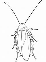 Cockroach Coloring Insect Mosquito Sheet Pages Printable Getcolorings Posted Pa sketch template