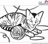 Coloring Cat Pages Cats Kitty Tabby Printable Cute Realistic Girl Color Real Fat Calico Colouring Cartoon Drawing Detailed Getcolorings Yarn sketch template