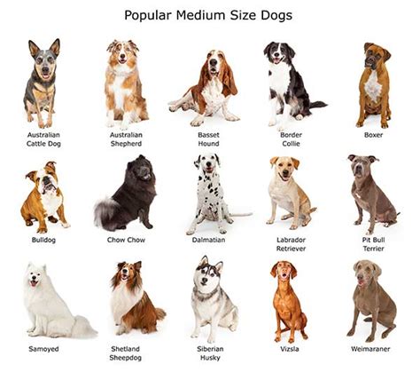 medium size dog breeds rule