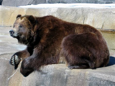 big brown bear flickr photo sharing