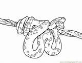 Coloring Pages Snakes Popular Snake sketch template