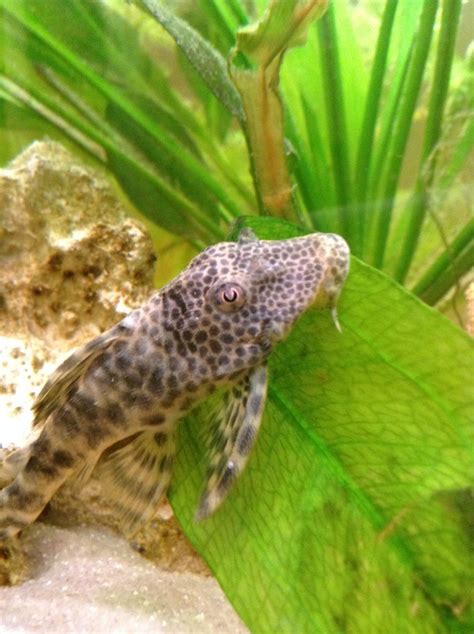 Hi All Please Could You Help Me Sex My L387 Pleco Thanks
