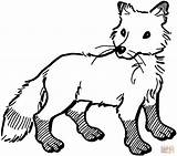 Fox Coloring Pages Red Printable Foxes Kids Color Print Cartoon Animal Colouring Drawings Arctic Tip Tail Getcolorings Book Sheets Face sketch template