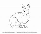 Hare Coloring Arctic Artic Getcolorings Printable Pages Clipart Getdrawings sketch template