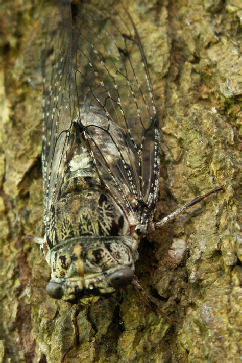 aleeta cicada mania