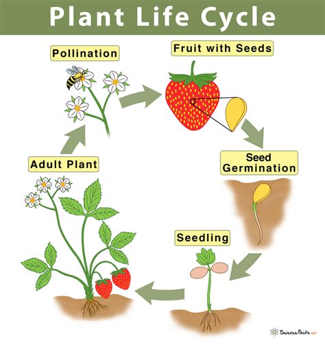 plant life cycle study guide inspirit learning