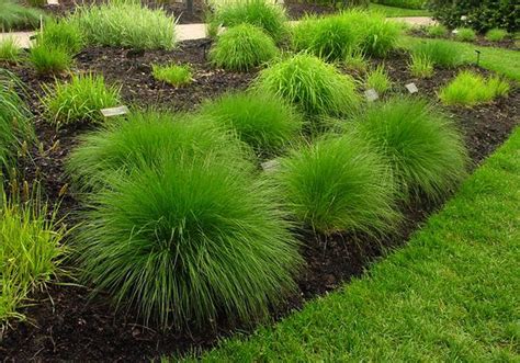 lawn  garden ornamental grass  add  unique   landscaping