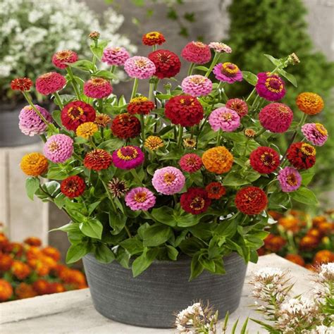 heirloom seeds mixed zinnia easy grow container gardens  etsy