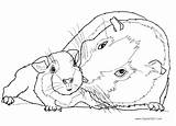 Guinea Pig Coloring Pages Baby Mom Printable Kids Adults Color Print sketch template