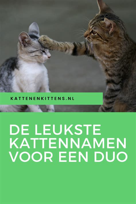 dit zijn leuke kattennamen voor een duo artofit