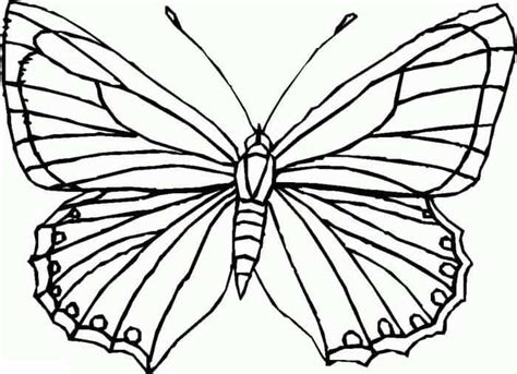 butterfly pictures coloring pages butterfly coloring page