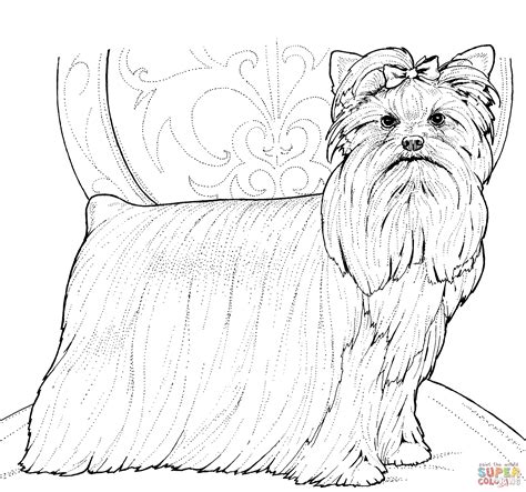 yorkshire terrier  yorkie coloring page  printable coloring