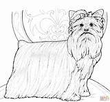 Yorkie Yorkshire Coloring Terrier Pages Dog Drawing Russell Jack Template Colorear Para Visit Printable Getdrawings sketch template