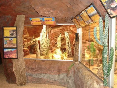 pin  cassandra backman  reptile house ideas  images reptile