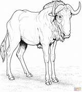 Wildebeest Gnu Supercoloring Dieren Natuur Gnoe ñu Getdrawings Clipground Jij Heb Gevonden sketch template