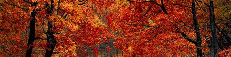 fall leaves header  linkedin header images