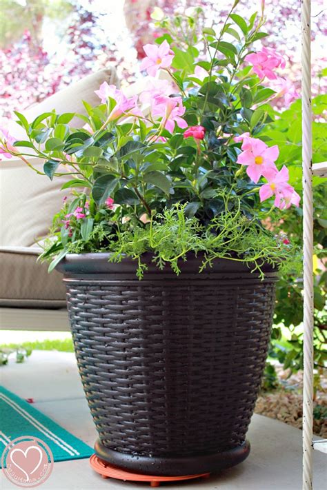 easy container gardening tips   perfect potted plant