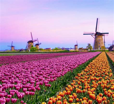 amsterdam tulips     majestic blooms