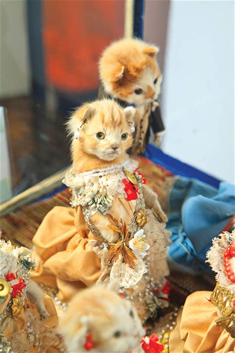 Weird Taxidermy From Victorian Times Earthly Mission