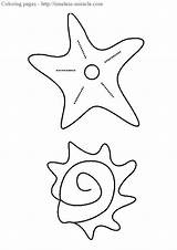 Starfish Ausmalen Desenho Estrela Muschel Marinha Seestern Concha Ausmalbild Farben Hellokids 6th Conchas sketch template