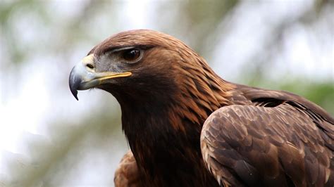 golden eagle facts  information trees  life