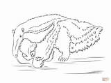 Coloring Anteater Pages Giant Printable Template Sketch Pangolin Looking Food Drawing Supercoloring sketch template