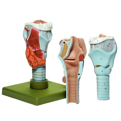 gs 3 larynx biomedical models
