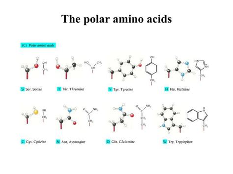 amino acids peptide bonds   primary structure