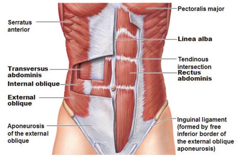 abdominal muscles sportsmd