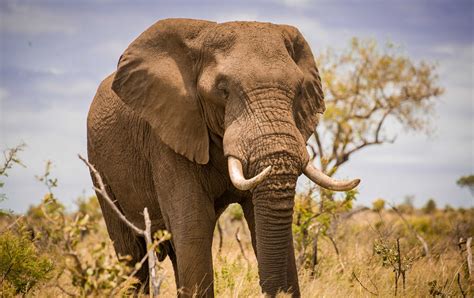 elephant conservation  ivory sales huw merriman