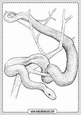 Serpientes Serpiente Dibujar Rincon Rincondibujos Lapices Seleccionar Snake sketch template