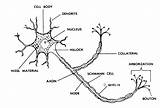 Nerve Neuron Nerves Nervoso Mtsd K12 Biology Neurones Neuronal sketch template