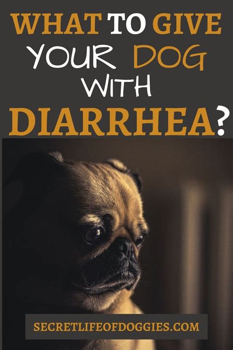 give  dog  diarrhea   dog hacks tough dog