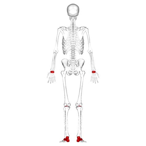 fileshort bones posterior viewpng wikimedia commons