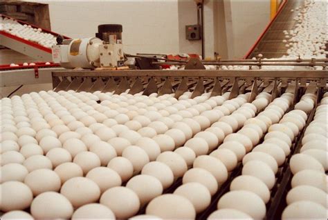 citizens efforts scramble ohios mega egg farm toledo blade