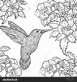 Coloring Hummingbird Sylph Tailed Getcolorings Hummingbirds Designlooter Hibiscus sketch template