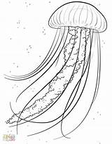 Medusa Meduse Jellyfish Disegno Disegnidacolorare Ius sketch template