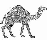 Coloring Camel Pages Mandalas Adult Camels Print sketch template