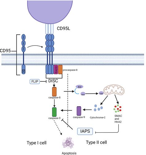 frontiers  dual role   cd  cdl signaling pathway