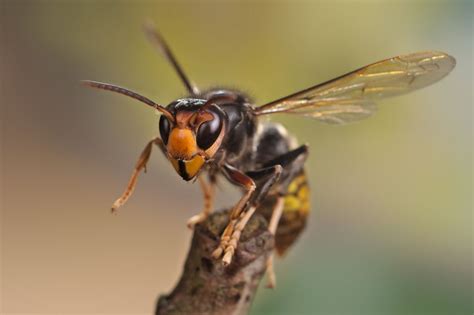 Deadly Asian Hornet Invasion Hits Uk As Warning Issued After 10 Attacks