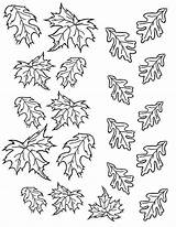 Coloring Leaf Maple Fall Autumn Netart sketch template