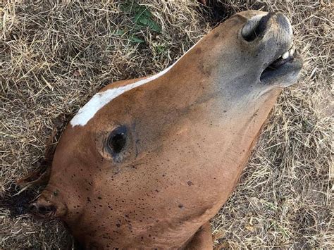 barbaric horse killings put france  alert strange sounds